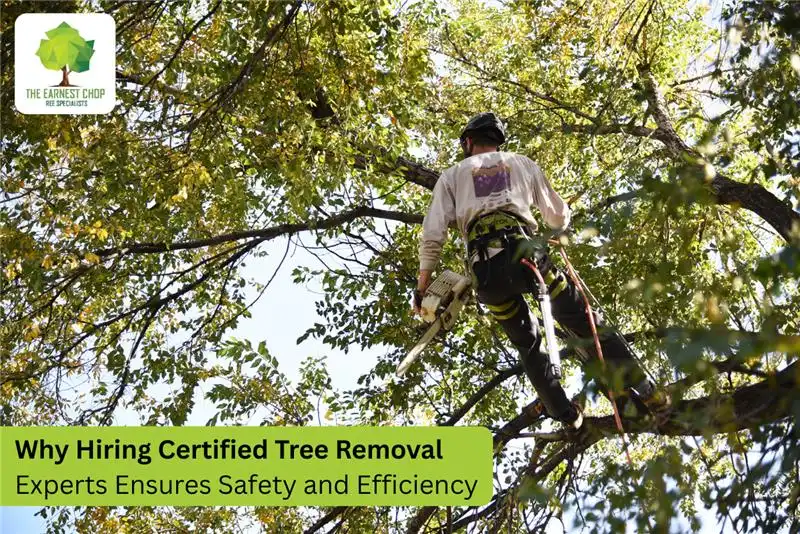 Why Hiring Certified Tree Removal Experts Ensures Safety and Efficiency