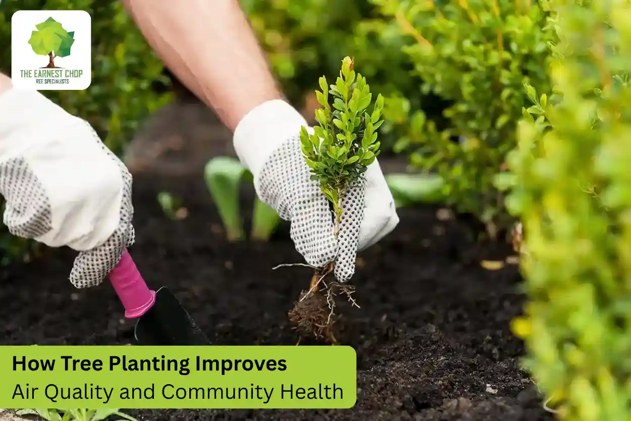 Best Tree Planting Services