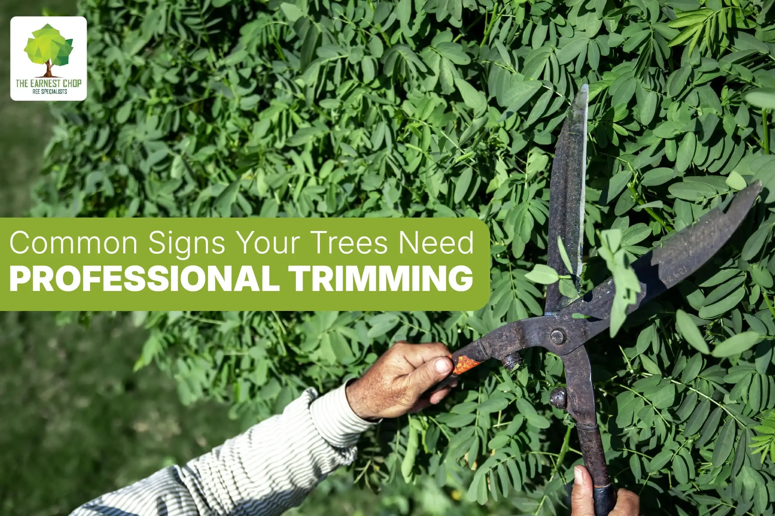 Common Signs Your Trees Need Professional Trimming
