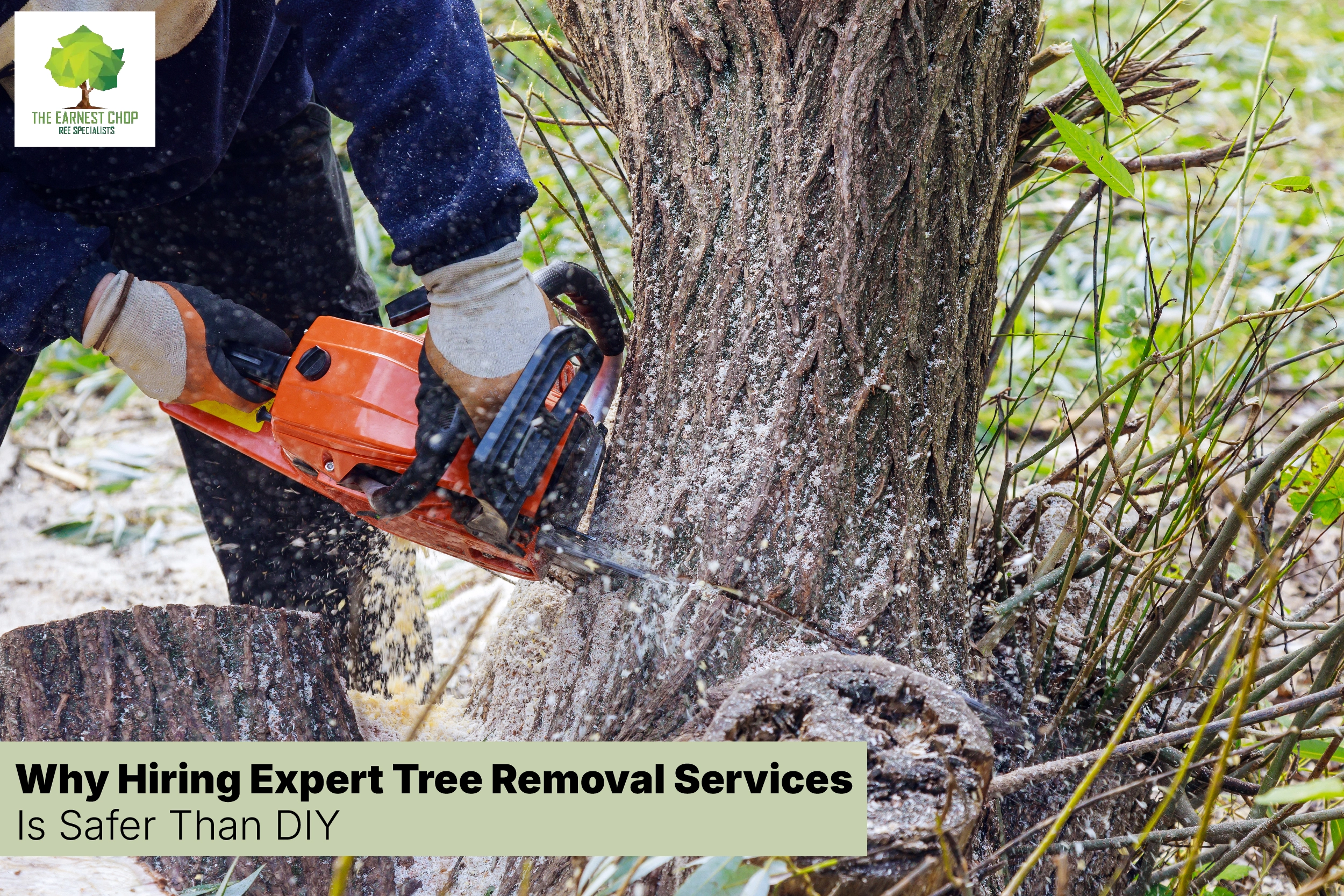 Expert Tree Removal Services